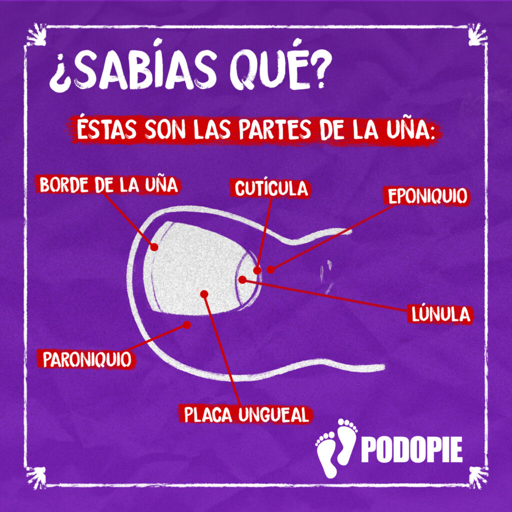 SABIAS QUE